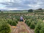 Sprøjtning af juletræsplantage